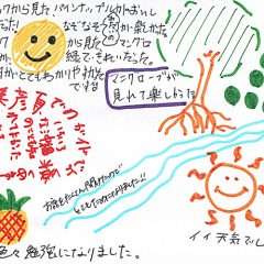 マングローブカヤックのご感想