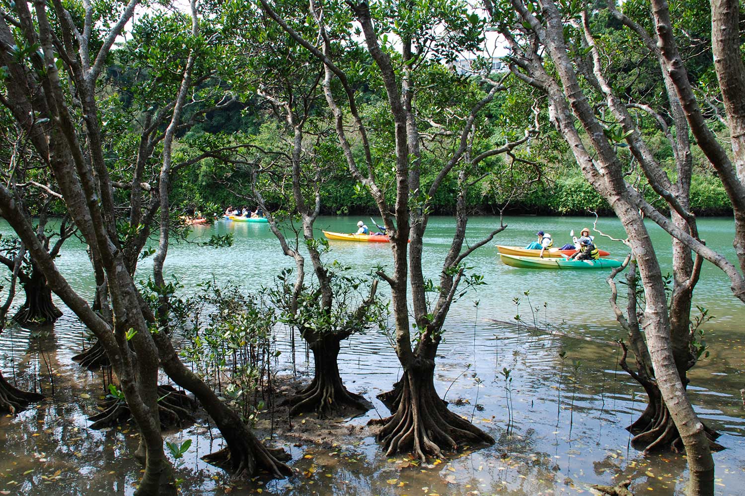 マングローブとは 沖縄カヤックイーズ マングローブとは 沖縄カヤックイーズ