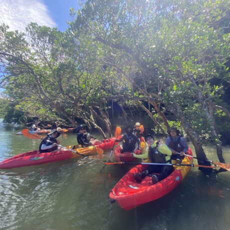 マングローブ林