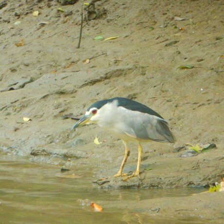 カップルでカヤック