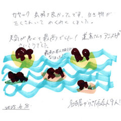 マングローブカヤックツアーのご感想