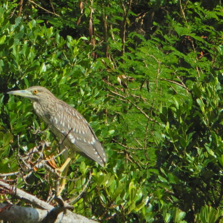 カヤックイーズ