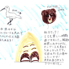 マングローブカヤックツアーのご感想