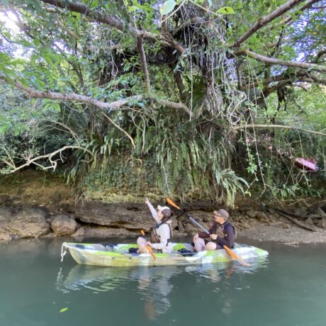 マングローブカヤックツアー