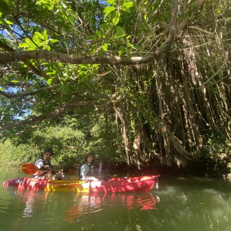 マングローブカヤック