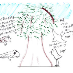 マングローブカヤックツアーのご感想