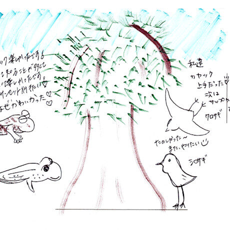 マングローブカヤックツアーのご感想