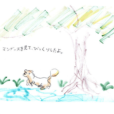 マングローブカヤックのご感想