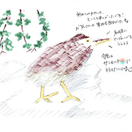 マングローブカヤックのご感想