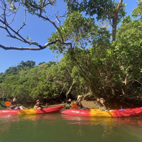 マングローブカヤック