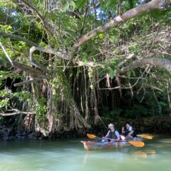 マングローブカヤック