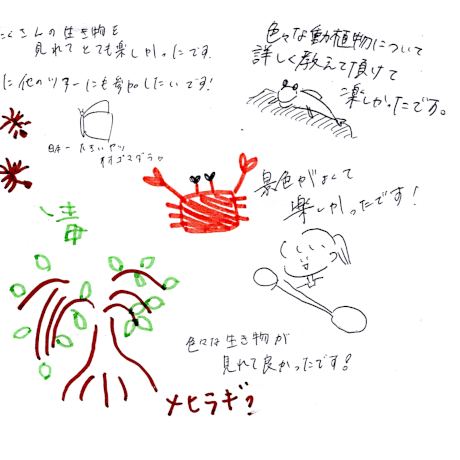 マングローブカヤックのご感想