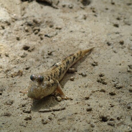 カヤックツアー