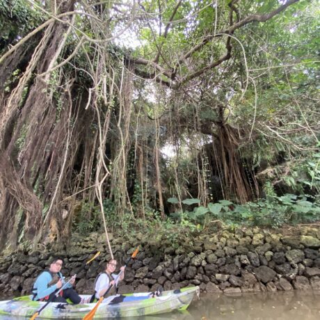 マングローブカヤック