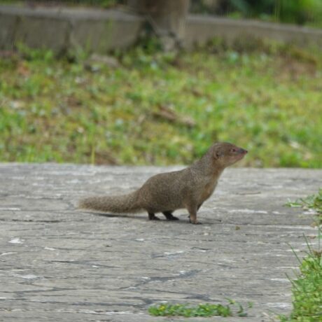 マングローブカヤック