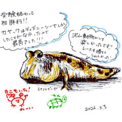 マングローブカヤックのご感想