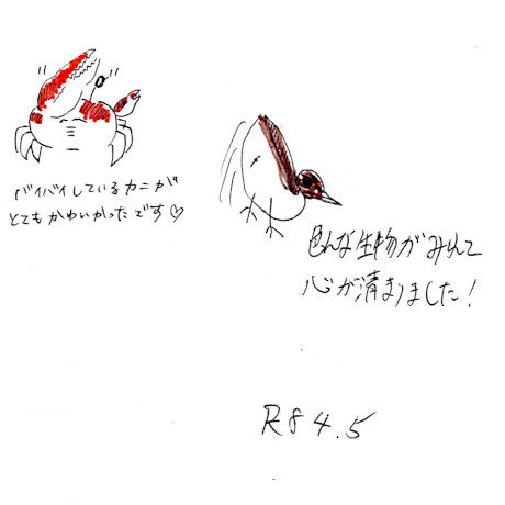 マングローブカヤックツアーのご感想