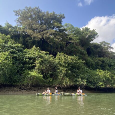 マングローブカヤック