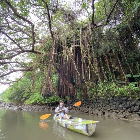 マングローブカヤック