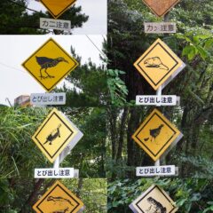 飛び出し注意