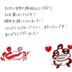 マングローブカヤックツアーのご感想