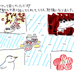 マングローブカヤックツアーのご感想