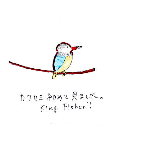 マングローブカヤックツアーのご感想